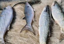 Pesca de tainha na modalidade arrasto de praia está suspensa Pesca de tainha na modalidade arrasto de praia está suspensa