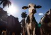 União Europeia oficializa veto a carne brasileira a partir de setembro União Europeia oficializa veto a carne brasileira a partir de setembro