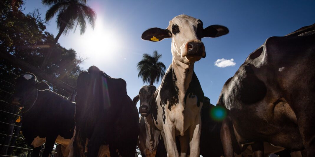 União Europeia oficializa veto a carne brasileira a partir de União Europeia oficializa veto a carne brasileira a partir de setembro
