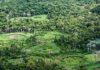 Amazônia: indígenas catalogam espécies para proteger biodiversidade Amazônia: indígenas catalogam espécies para proteger biodiversidade