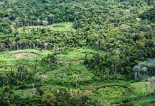 Amazônia: indígenas catalogam espécies para proteger biodiversidade Amazônia: indígenas catalogam espécies para proteger biodiversidade