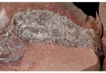 Estudo mostra fóssil de peixe pré-histórico encontrado em Mato Grosso Estudo mostra fóssil de peixe pré-histórico encontrado em Mato Grosso