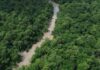 No Dia da Amazônia, campanha pede que eleitor vote por floresta em pé No Dia da Amazônia, campanha pede que eleitor vote por floresta em pé