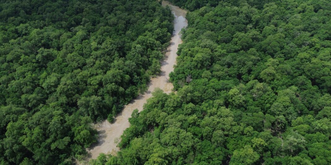 No Dia da Amazônia, campanha pede que eleitor vote por No Dia da Amazônia, campanha pede que eleitor vote por floresta em pé