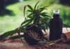 Para associações, normas ainda deixam pontos em aberto sobre cannabis Para associações, normas ainda deixam pontos em aberto sobre cannabis
