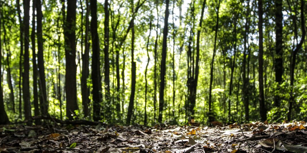 Produção florestal no país alcança recorde de R$ 47,9 bilhões Produção florestal no país alcança recorde de R$ 47,9 bilhões em 2025
