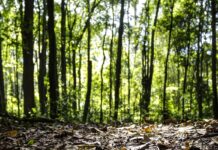 Produção florestal no país alcança recorde de R$ 47,9 bilhões em 2025 Produção florestal no país alcança recorde de R$ 47,9 bilhões em 2025