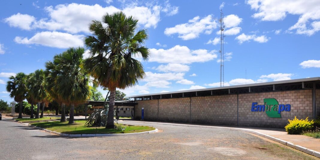 Embrapa é designada como Centro de Referência para Florestas Plantadas Embrapa é designada como Centro de Referência para Florestas Plantadas